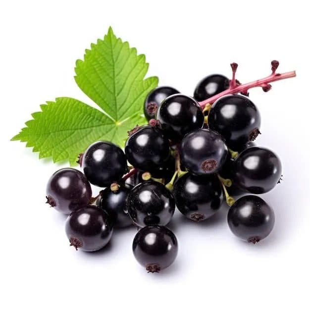 Cassis — TAZA | TAZA Supermarché Halal Strasbourg